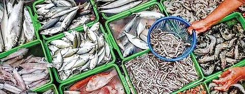 சுதந்திர சுடர்கள்: மீன் உற்பத்தியில் முன்னேற்றம்