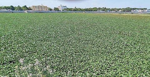 ஆகாய தாமரையில் ‘பயோ டீசல்’ தயாரிக்கலாம் - வைகை ஆற்றை காப்பாற்ற மாநகராட்சி முன்வருமா?