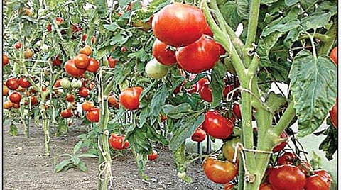 உடுமலையில் 2000 ஏக்கரில் தக்காளி சாகுபடி: விலை உயர்வால் விவசாயிகள் ஆர்வம்