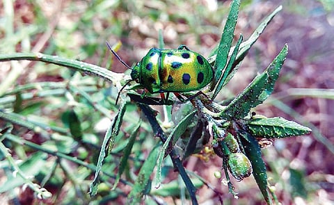 பூச்சி சூழ் உலகு!