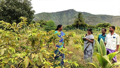 கொய்யாவில் நுண்ணூட்டச் சத்து குறைபாட்டால் மகசூல் இழப்பு: மதுரையில் தோட்டக் கலைத் துறையினர் கள ஆய்வு