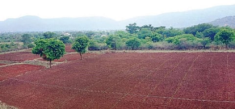ஆடிப்பட்டத்துக்கு கை கொடுக்காத பருவ மழை: ஓசூர் பகுதியில் பறவைகளுக்கு உணவாகும் விதைகள்