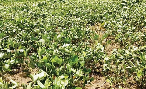 வயல்களில் ‘வாடும்’ நிலையில் நிலக்கடலை செடிகள்: கிருஷ்ணகிரி விவசாயிகள் வேதனை