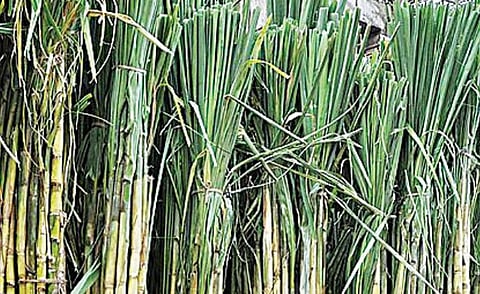 தென் மாவட்டங்களில் குறைந்துவரும் கரும்பு சாகுபடி: அரசு சர்க்கரை ஆலை அமைக்கப்படுமா?