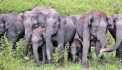 வளமான காடுகளுக்கு யானைகளின் பங்கு மிக முக்கியம் | சர்வதேச யானைகள் தினம் சிறப்பு பகிர்வு