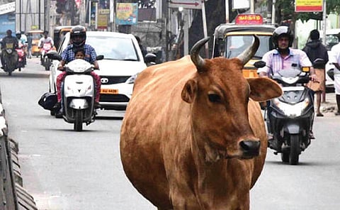 சொன்னபடி கேளு... மக்கர் பண்ணாதே... சாலைகளில் தறிகெட்டு அலையும் தலைநகர் மாடுகள்: 2017 விதிகள் மீண்டும் அமலாகுமா?