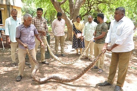 கிருஷ்ணகிரி சுற்றுவட்டாரங்களில் கடந்த 10 நாட்களில் பிடிப்பட்ட 8 மலைப்பாம்புகளை, வனத்துறையினர் மீட்பு காப்புக்காட்டில் விடுவித்தனர்.
