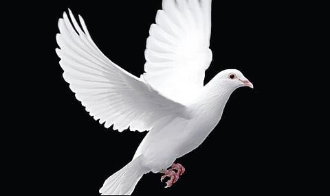 டிங்குவிடம் கேளுங்கள்: புறப்பட்ட இடத்துக்கே எப்படி புறா வருகிறது?