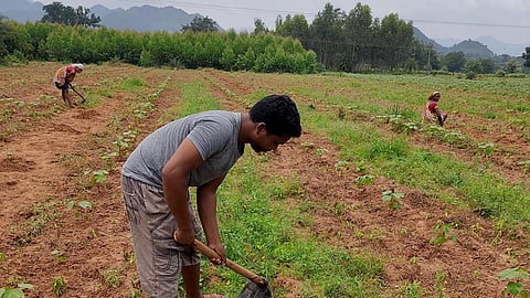ஒடிசாவின் தாபாடி கிராமத்தில் வயலில் வேலை செய்யும் கிருஷ்ண சந்திர அடாகா.