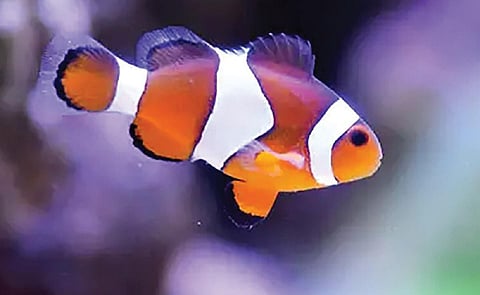 டிங்குவிடம் கேளுங்கள்: நன்னீர் மீன்களால் கடலில் வாழ முடியுமா?