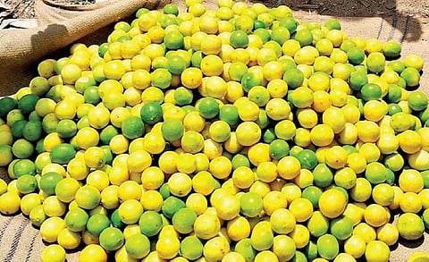 திண்டுக்கல் சந்தையில் ஏலம் விடப்பட்ட எலுமிச்சம் பழங்கள்.