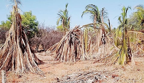 ‘பனை மரங்களே கருகும் நிலை’ - தூத்துக்குடியில் எங்கெங்கு காணினும் வறட்சி!