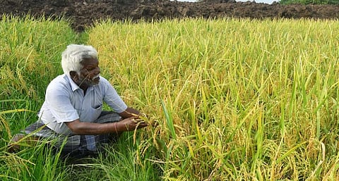 நெல்லுக்கான ஊக்கத் தொகை உயர்வு ரூ.7 தானா? - விலையை உயர்த்தி வழங்க விவசாயிகள் வலியுறுத்தல்