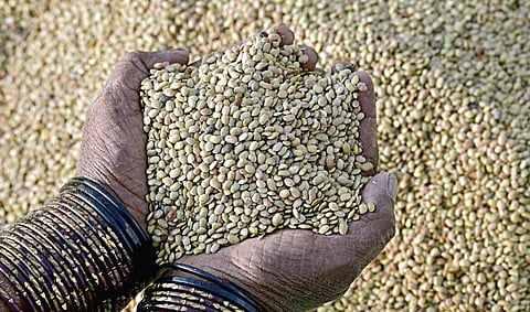 ருசி பசி - 11: எடை குறைக்க உதவும் கொள்ளு