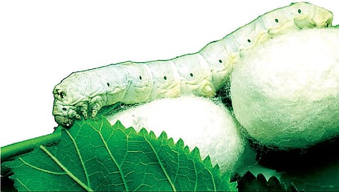 ராணிப்பேட்டை மாவட்டத்தில் பட்டொளி வீசாத பட்டுக்கூடு வளர்ப்பு: விவசாயிகள் வேதனை