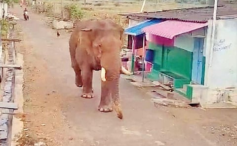 மேட்டுப்பாளையம் அருகே சமயபுரம் தெருவில் குடியிருப்புகளுக்கு மத்தியில் நடந்து சென்ற பாகுபலி யானை.