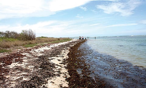மன்னார் வளைகுடா பகுதியில் பாம்பன் அருகே அமைந்துள்ள குருசடைத் தீவு.