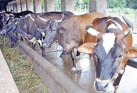 சம்சாரி வாழ்வுக்கு ஒரு பசு மாடு