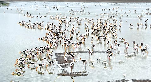 சிவகளை பெருங்குளத்தில் காணப்படும் சிறிதளவு தண்ணீரில் குவிந்துள்ள பறவைகள்.