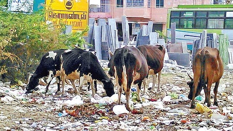 பாச்சல் ஊராட்சி வள்ளலார் நகரில் குப்பை கொட்டப்பட்டுள்ள கழிவுகளை உண்ணும் மாடுகள்.