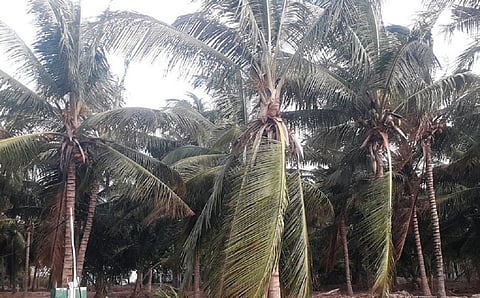 உடுமலை சுற்றுவட்டாரத்தில் நிலவும் கடும் வறட்சி: தென்னை மரங்களை காக்க போராடும் விவசாயிகள்