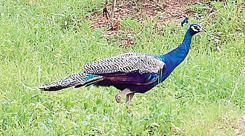 டிங்குவிடம் கேளுங்கள்-41: மயிலுக்கு மழை வருவது தெரியுமா?