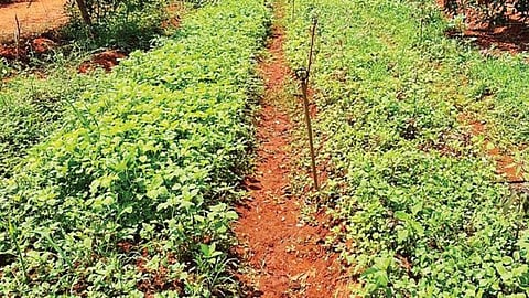 சென்னையில் அலுவலக வேலையை துறந்து இயற்கை விவசாயத்துக்காக மதுரை வந்த இளைஞர்!