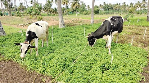 போதிய விலை கிடைக்காததால், சூளகிரி பகுதியில் புதினா வயலில் மாடுகளை விவசாயிகள் மேய்ச்சலுக்கு விட்டுள்ளனர்.
