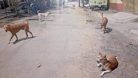 நங்கநல்லூர் நூறு அடி சாலையில் நாய்கள் ரொம்ப ‘பிஸி’ - கூட்டம் கூட்டமாக துரத்துவதால் மக்கள் அச்சம்