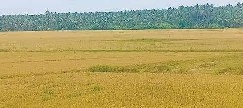 படம்: எல்.மோகன்