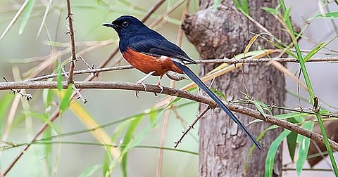 சோலைப்பாடி | படம்: விஜய் காவேலே |