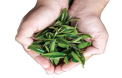 குறைந்தபட்ச விலை நிர்ணயம் செய்ய விவசாய துறைக்கு தேயிலை மாற்றப்படுமா? - நிரந்தர தீர்வை எதிர்நோக்கும் விவசாயிகள்