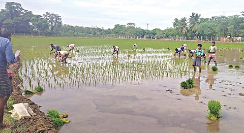 நெல் நாற்று நடவுப் பணியில் வடமாநிலத் தொழிலாளர்கள் (கோப்பு படம்)