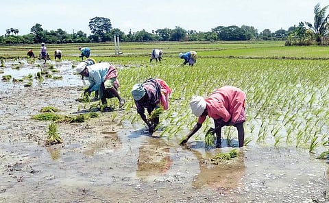 குறுவை சாகுபடிக்கு பயிர் காப்பீடு திட்டம்: தமிழக அரசு பதிலளிக்க உயர் நீதிமன்றம் உத்தரவு