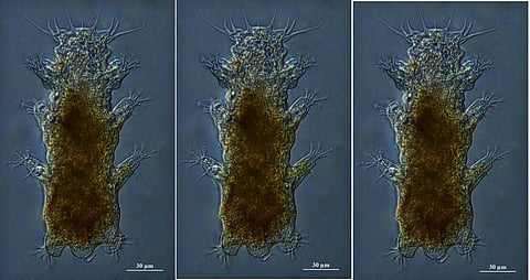 'அப்துல் கலாம்' - பெயர் சூட்டப்பட்ட கடல் உயிரினம் பாட்டிலிப்ஸ் கலாமி.