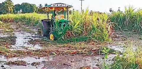 சேத்தியாத்தோப்பு அருகே மேல் வளையமாதேவி கிராமத்தில் மஞ்சள் நோய் தாக்கிய கரும்பு வயல் டிராக்டரால் அழிக்கப்படுகிறது.