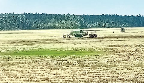 குமரி மாவட்டம் ஆசாரிப்பள்ளம் அருகே வேம்பனூரில் மழையில் சாய்ந்த நெற்கதிர்களை அவசரமாக அறுவடை செய்யும் பணி நடந்து வருகிறது. அறுவடை செய்த பின்னர் வீணான வைக்கோல் உரமாக்குவதற்காக வயலில் கிடக்கிறது.