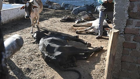 மாடுகள் உயிரிழப்பு: வங்கி கடனை செலுத்த முடியாமல் கோடந்தூர் மலைவாழ் பெண்கள் தவிப்பு