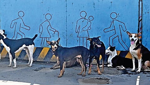 படம்: ம.பிரபு