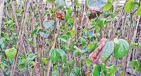 சேந்தநத்தம் பகுதியில் சப்பாத்தி பூச்சியால் பாதிக்கப்பட்டுள்ள வெற்றிலை பயிர்.