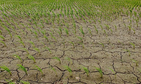 தென்மேற்கு பருவமழை குறைந்த நிலையில் 'வடகிழக்கு' கைகொடுக்குமா?