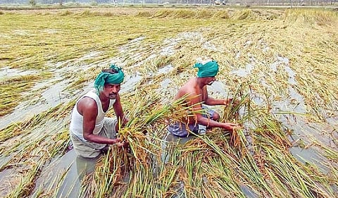 தஞ்சாவூர் மாவட்டம் அம்மாப்பேட்டை அருகே கடந்த பிப்ரவரி மாதம் பெய்த மழையால் நீரில் மூழ்கிய சம்பா பயிர்கள். (கோப்பு படம்)