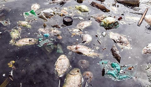 திருச்சி மலைக்கோட்டை தெப்பக்குளத்தில் இறந்து மிதக்கும் மீன்கள்.படம்: ர.செல்வமுத்துகுமார்