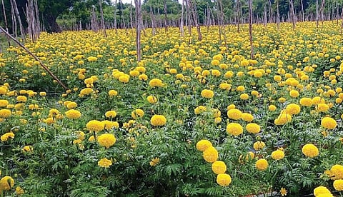 சூளகிரி பகுதியில் உள்ள வயலில் அறுவடை செய்யாததால், செடிகளில் பூத்துக் குலுங்கும் செண்டு மல்லி.