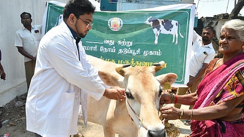 தமிழகத்துக்கு கோமாரி தடுப்பூசிகளை இன்னும் அனுப்பாத மத்திய அரசு - மாடுகளுக்கு நோய் தாக்கும் அபாயம்