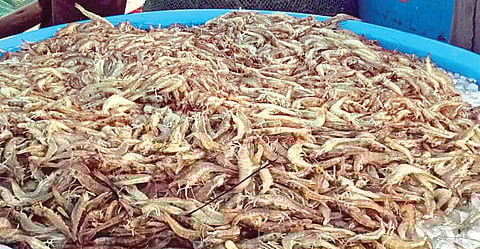 கடல் விவசாயம்