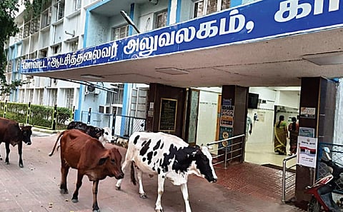 மேய்க்கால் நிலம் இல்லாததால் நகர்ப்புற மாடுகளுக்கு மானிய விலையில் தீவனம்: அரசுக்கு சமூக ஆர்வலர்கள் கோரிக்கை