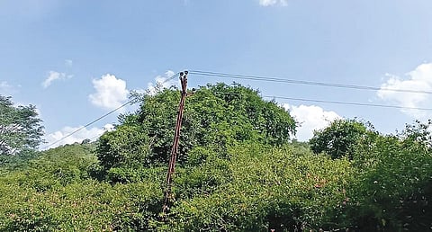 அஞ்செட்டியிலிருந்து உரிகம் செல்லும் வனப்பகுதியில் மின் கம்பங்களுக்கு இடையில் தாழ்வாகச் செல்லும் மின் வயர்