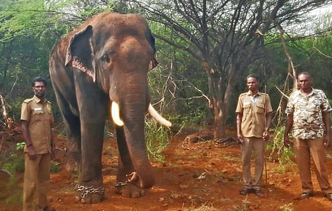 விளாமுண்டி வனப்பகுதியில் உள்ள ‘கட்டையன்’ யானையைப் பிடிக்க அழைத்து வரப்பட்டுள்ள முத்து.