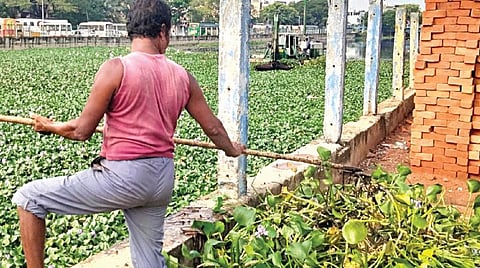 தண்டையார்பேட்டை மண்டலம், 37-வது வார்டு கொடுங்கையூர் கிருஷ்ணமூர்த்தி நகரில், கேப்டன் காட்டன் கால்வாயில் ஆம்பிபியன் இயந்திரம் மூலம் ஆகாயத் தாமரை செடிகள் அகற்றப்பட்டு வரும் நிலையில், கைகளாலும் செடிகளை அகற்றும் மாநகராட்சி மலேரியா பணியாளர். | படங்கள்: ச.கார்த்திகேயன்